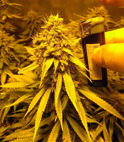 Tangerine Dream (Barney's Farm) Cannabis-Samen