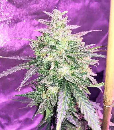 Auto Gorilla OG Seeds