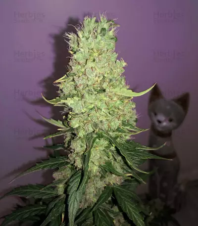 BCN Critical XXL Autoflower (Seedstockers) Cannabis-Samen