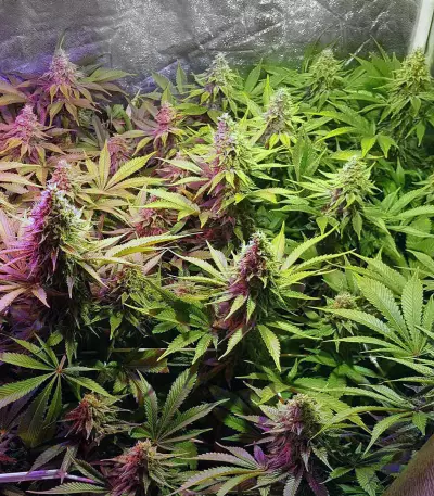 Cheese feminized seeds (Big Buddha Seeds)