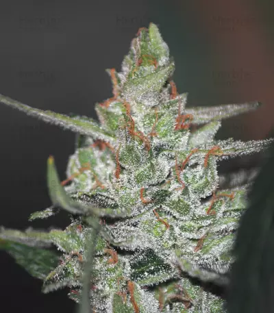 CBD Auto Compassion Lime Seeds