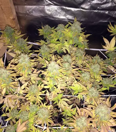 Graines de cannabis CBD Blue Shark (Barney's Farm)