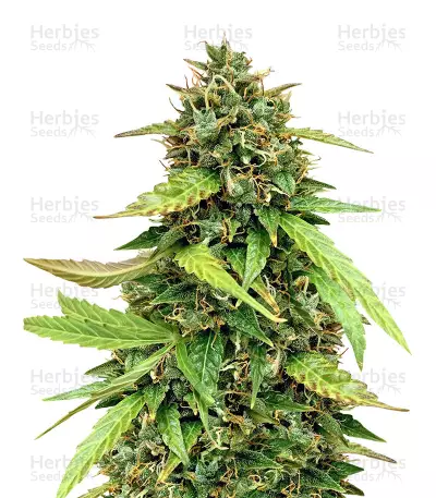 Graines de cannabis Chemdog #4 (BlimBurn Seeds)