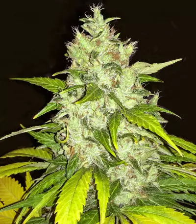 Chocolate Chunk Seeds