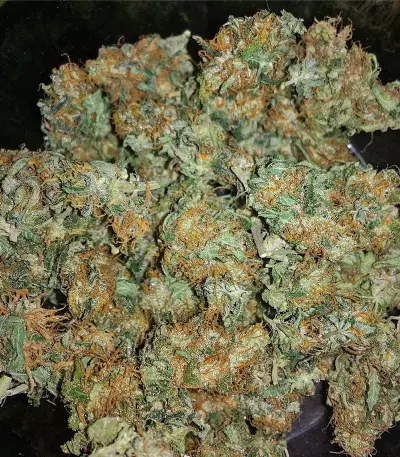 Chocolate Mint OG Seeds