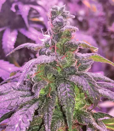 Congo x Kali China Seeds