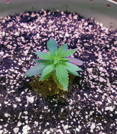 Cookie Dawg (Big Head Seeds)