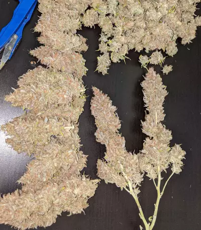 Semi femminizzati Critical Super Silver Haze