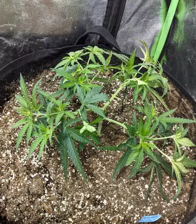 Semi femminizzati Critical Super Silver Haze