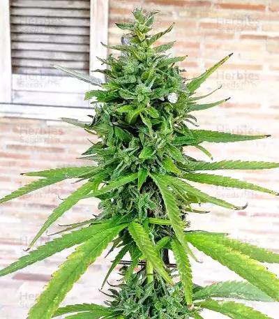 Critical Seeds