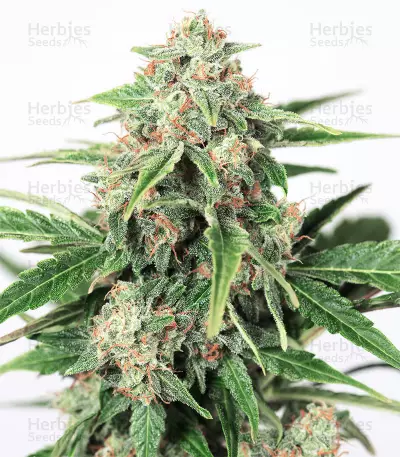 Dinamed CBD Autoflowering Seeds