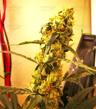 G13 Widow Seeds