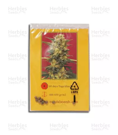 Ganesh regular (Mandala Seeds)