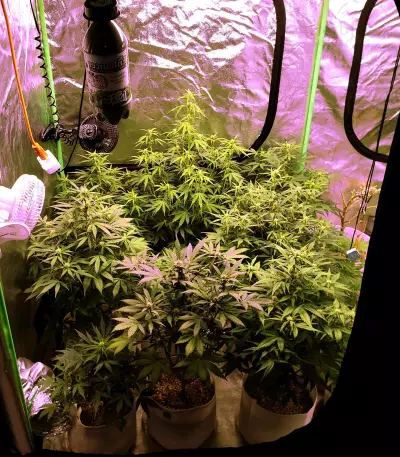 Gelato Auto feminized seeds (Original Sensible Seeds)