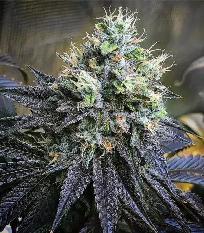 Josh D OG Seeds