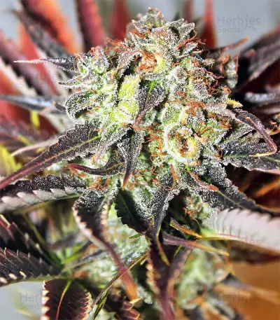 Nepal Jam regular (Ace Seeds)