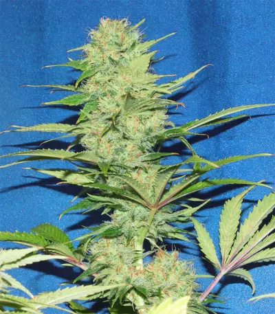 Semi femminizzati Nepal Jam