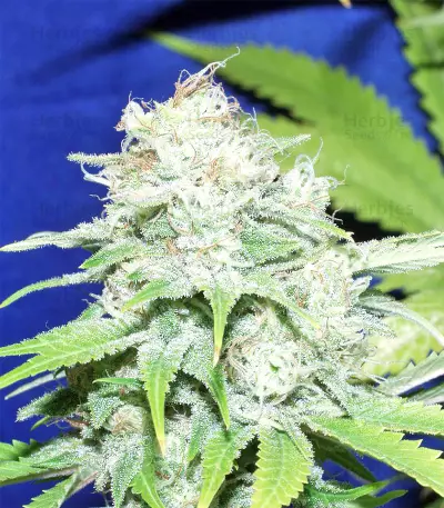 Semi femminizzati Nepal Jam