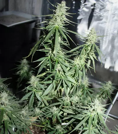 Northern Light x Big Bud Early Harvest feminized seeds