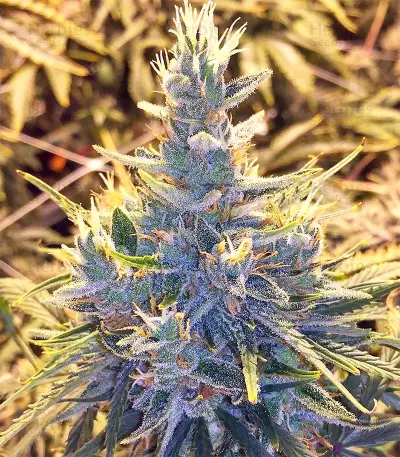 Panama regular seeds
