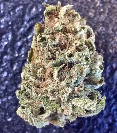 Panama regular seeds