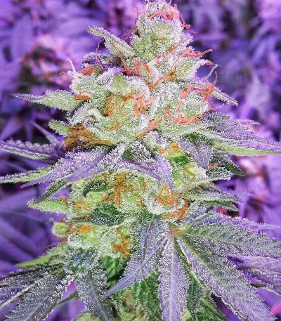 Graines de cannabis Pina Rita regular (TGA Subcool Seeds / SubCool’s The Dank)