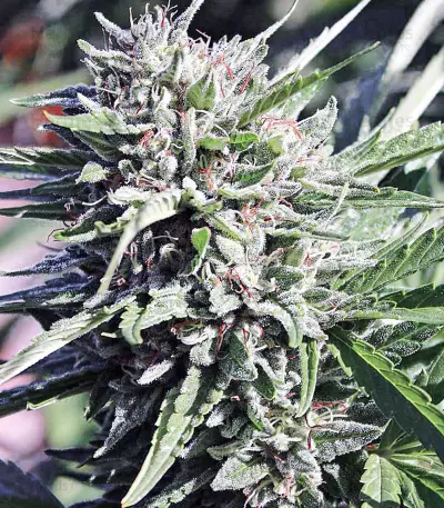 Purgatory Regular strain