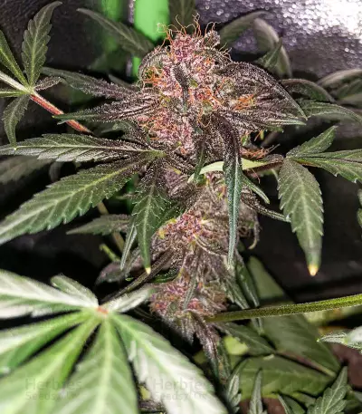 Graines féminisées de Purple Lemonade Auto (Fast Buds)