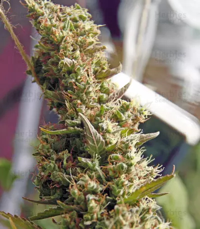 Silver Bubble (Reserva Privada)