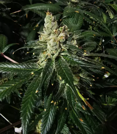Sementes Feminizadas de Sour Diesel (Blimburn Seeds)