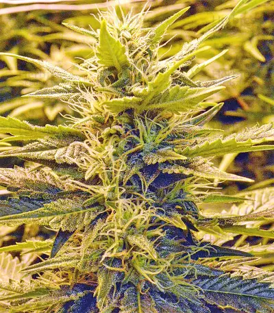 Sour Hound F2 Auto Seeds