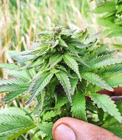 Super Skunk Autoflower (Seedstockers)