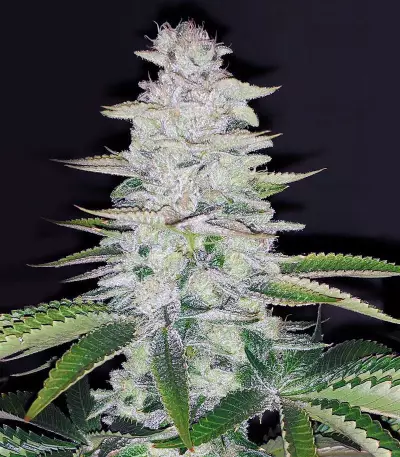 Tha Melon Seeds