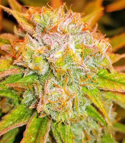Triangle Kush Auto (Mephisto Genetics) Cannabis-Samen