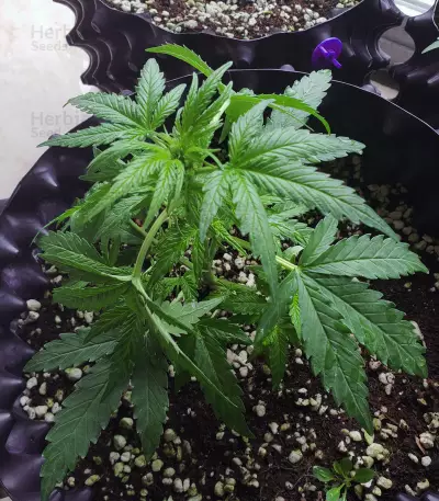 Ultra Lemon Haze Auto feminized seeds