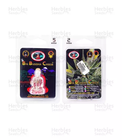 Cheese feminized seeds (Big Buddha Seeds)