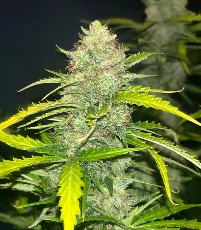 Blue Dream Autoflower Feminized Seeds (Seedkeepers)