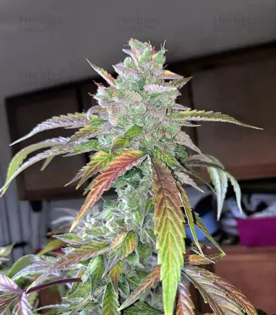 Bruce Banner strain