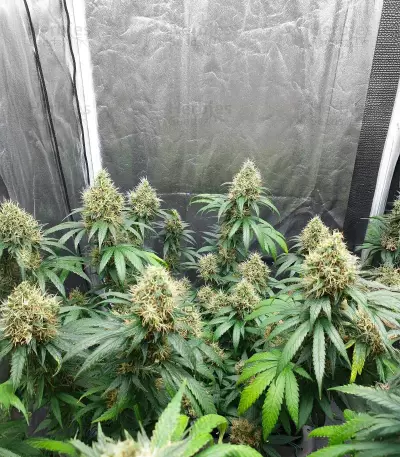 Buddha Haze Seeds