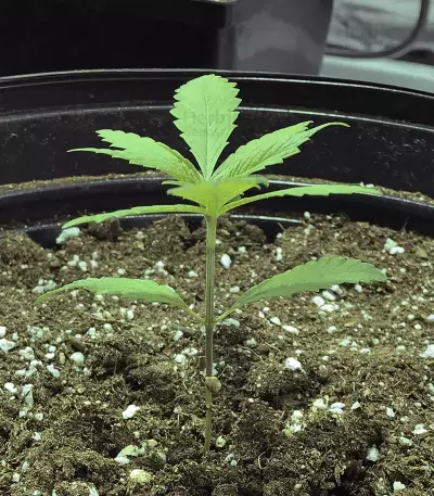Cheesy Headband Seeds