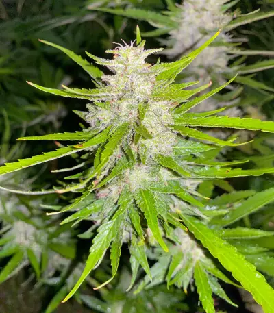 Cosmic Bomb Auto Seeds