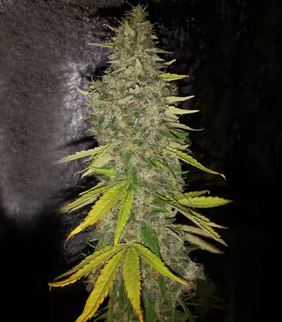 G13 Haze (Barney's Farm)