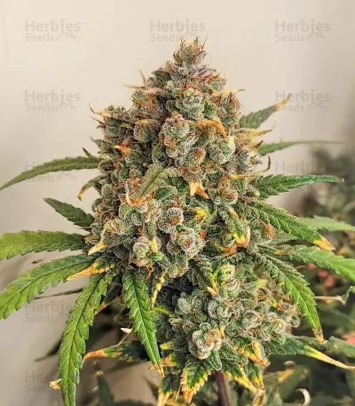 Girl Scout Cookies (Barney's Farm)