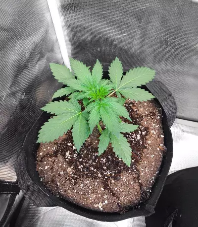 Glueberry (Expert Seeds) semi femminizzati