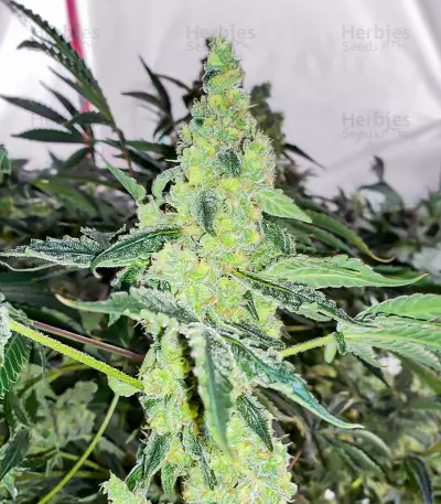 Lemon OG Feminized Seeds (AlphaFem Seeds)