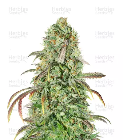 Liberty Haze (Barney's Farm) Cannabis-Samen