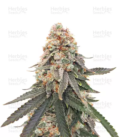 LSD Feminized Seeds (Herbies Seeds USA)