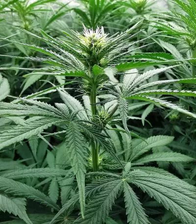 NY Diesel (Herbies Seeds)