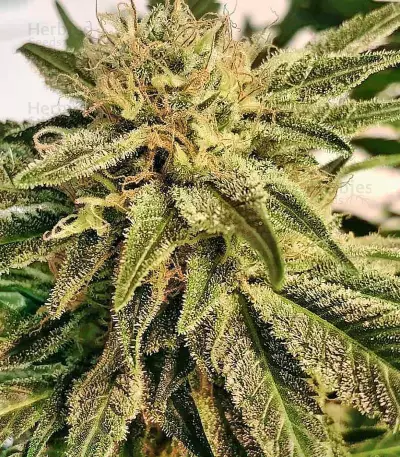 Pakistan Valley Early Harvest (World of Seeds)