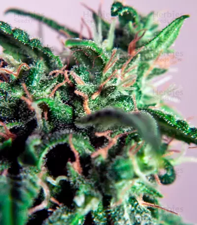 PolarLight #3 Auto Seeds